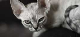 Foto - Devon Rex kattunge från Fennec's katteri